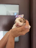paris, a female Poodle - Toy  for sale in Houston, TX – 2 of 3