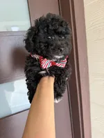 milo, a male Poodle - Toy  for sale in Houston, TX – 2 of 3