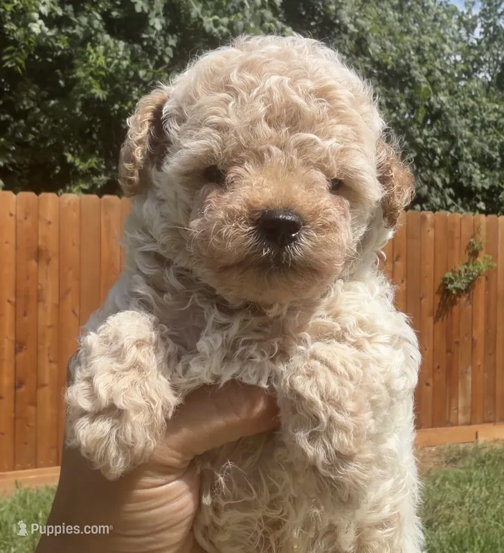 Tintin – Poodle - Toy  puppy for sale in Houston, TX