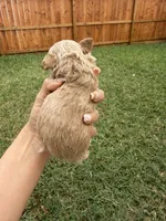 Chicoo, a male Poodle - Toy  for sale in Houston, TX – 3 of 3