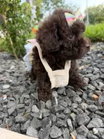 lili, a female Poodle - Toy  for sale in Houston, TX – 3 of 3
