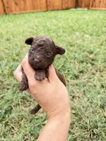 Honey 1, a female Poodle - Toy  for sale in Houston, TX – 5 of 5