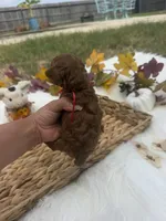Honey 2 , a female Poodle - Toy  for sale in Houston, TX – 3 of 3