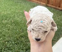 Tintin, a male Poodle - Toy  for sale in Houston, TX – 3 of 3