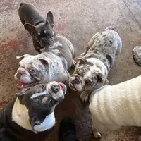 Mini, a female French Bulldog for sale in Emeryville, CA – Photo 4 of 6