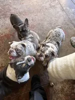 Mini, a female French Bulldog for sale in Emeryville, CA – Photo 4 of 6