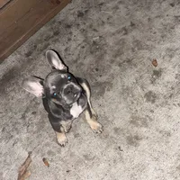 Mini, a female French Bulldog for sale in Emeryville, CA – Photo 1 of 6