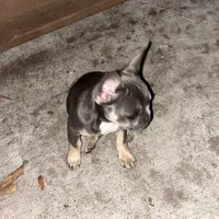 Mini, a female French Bulldog for sale in Emeryville, CA – Photo 5 of 6