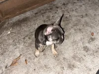 Mini, a female French Bulldog for sale in Emeryville, CA – Photo 5 of 6