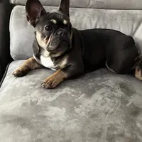 Mini, a female French Bulldog for sale in Emeryville, CA – Photo 3 of 6