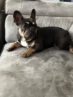 Mini, a female French Bulldog for sale in Emeryville, CA – Photo 3 of 6