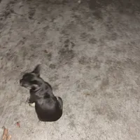 Mini, a female French Bulldog for sale in Emeryville, CA – Photo 6 of 6