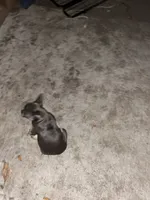 Mini, a female French Bulldog for sale in Emeryville, CA – Photo 6 of 6