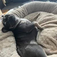 Mini, a female French Bulldog for sale in Emeryville, CA – Photo 2 of 6