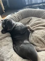 Mini, a female French Bulldog for sale in Emeryville, CA – Photo 2 of 6