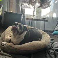 Monique, a female English Bulldog for sale in Emeryville, CA – Photo 5 of 10