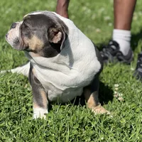 Monique, a female English Bulldog for sale in Emeryville, CA – Photo 7 of 10