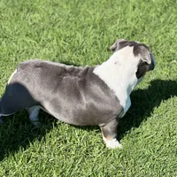 Monique, a female English Bulldog for sale in Emeryville, CA – Photo 3 of 10