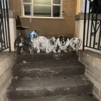 Monique, a female English Bulldog for sale in Emeryville, CA – Photo 10 of 10