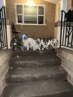 processed/2d30c8a0-3e57-473c-bbe4-d4f6b4458fd8/listing/9ade7e18-85cf-4f9e-9b59-9c66cd5bfc93/6b57462b-0f8f-46fd-a495-8402f88bfdb0