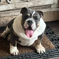 Monique, a female English Bulldog for sale in Emeryville, CA – Photo 9 of 10