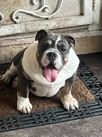 processed/2d30c8a0-3e57-473c-bbe4-d4f6b4458fd8/listing/9ade7e18-85cf-4f9e-9b59-9c66cd5bfc93/6e17f9ce-1f5e-4224-a9ab-509b4f96610c