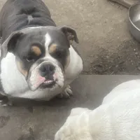 Monique, a female English Bulldog for sale in Emeryville, CA – Photo 1 of 10