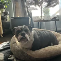 Monique, a female English Bulldog for sale in Emeryville, CA – Photo 6 of 10