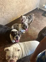 processed/2d30c8a0-3e57-473c-bbe4-d4f6b4458fd8/listing/9ade7e18-85cf-4f9e-9b59-9c66cd5bfc93/86c53d07-336f-42e1-ac02-f64f1fbb8578