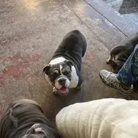Monique, a female English Bulldog for sale in Emeryville, CA – Photo 2 of 10