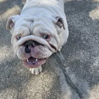 Pearl, a female English Bulldog for sale in Emeryville, CA – Photo 4 of 8
