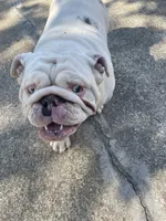 Pearl, a female English Bulldog for sale in Emeryville, CA – Photo 4 of 8