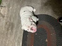 Pearl, a female English Bulldog for sale in Emeryville, CA – Photo 8 of 8