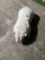 Pearl, a female English Bulldog for sale in Emeryville, CA – Photo 6 of 8