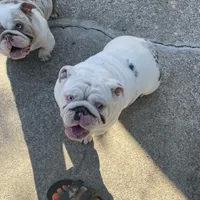 Pearl, a female English Bulldog for sale in Emeryville, CA – Photo 7 of 8