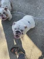 Pearl, a female English Bulldog for sale in Emeryville, CA – Photo 7 of 8