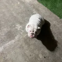 Pearl, a female English Bulldog for sale in Emeryville, CA – Photo 5 of 8