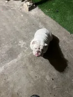 Pearl, a female English Bulldog for sale in Emeryville, CA – Photo 5 of 8