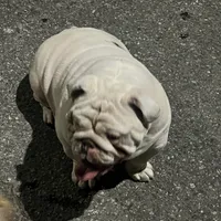 Pearl, a female English Bulldog for sale in Emeryville, CA – Photo 1 of 8