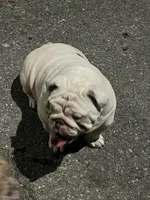 Pearl, a female English Bulldog for sale in Emeryville, CA – Photo 1 of 8