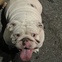 Pearl, a female English Bulldog for sale in Emeryville, CA – Photo 3 of 8