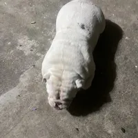 Pearl, a female English Bulldog for sale in Emeryville, CA – Photo 2 of 8