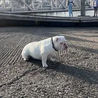 Snow, a female English Bulldog for sale in Emeryville, CA – Photo 1 of 10