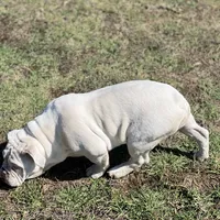 Snow, a female English Bulldog for sale in Emeryville, CA – Photo 8 of 10