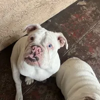 Snow, a female English Bulldog for sale in Emeryville, CA – Photo 10 of 10