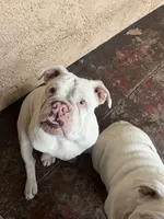 processed/2d30c8a0-3e57-473c-bbe4-d4f6b4458fd8/listing/de4b6ce8-6081-42e7-9136-d3623b50bd91/247ede5c-1094-4a59-95f2-3eb8f4b722ff