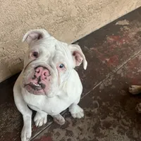 Snow, a female English Bulldog for sale in Emeryville, CA – Photo 9 of 10