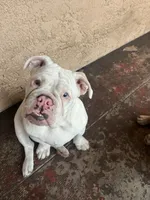 processed/2d30c8a0-3e57-473c-bbe4-d4f6b4458fd8/listing/de4b6ce8-6081-42e7-9136-d3623b50bd91/3c67c0f8-a8e7-46f6-a97d-80daaae83fc7