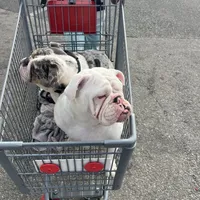 Snow, a female English Bulldog for sale in Emeryville, CA – Photo 2 of 10