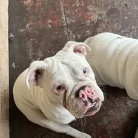 Snow, a female English Bulldog for sale in Emeryville, CA – Photo 6 of 10